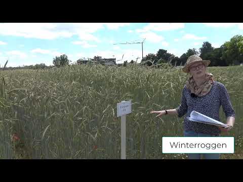 Pflanzenbau Aktuell - Öko Feldtag 2020 - Winterroggen