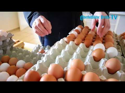 Sieben Menschen und 80.000 Hühner