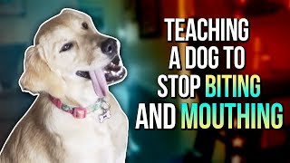 TEACHING A DOG TO STOP BITING AND MOUTHING