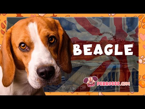 El Beagle