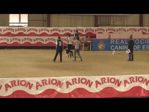 FCI World Championship Obedience 2023 – Anne-Kathrin Weiß / Hitch from the Cottage of Harmony