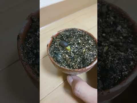 園芸 ライチ石の種まき
