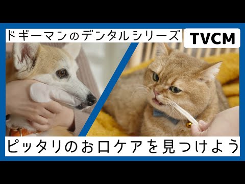 デンタルケアシリーズ「おもちゃとおやつで歯を磨こう編
