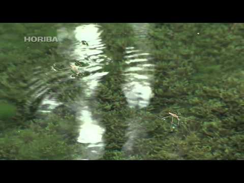 water strider