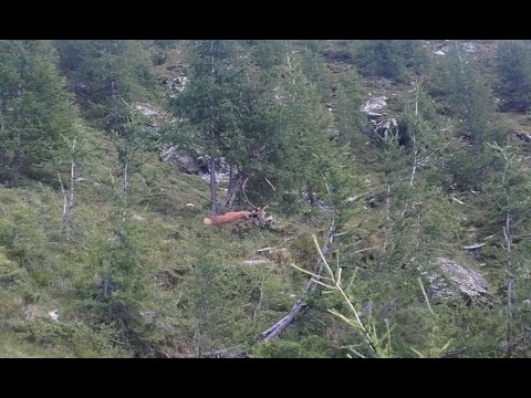 Faszination Hirschbrunft