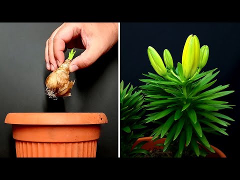 Lilies Time Lapse - 50 days of growing