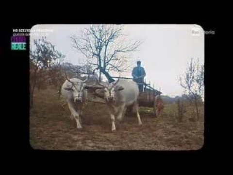 Cortoreale - I corti di Francesco Maselli