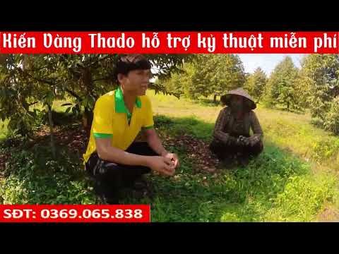 Thuốc cho cây sầu riêng  không đúng cách  cây bị suy kiệt.
