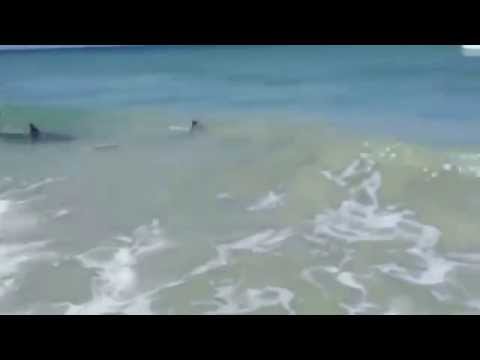 Nado de tiburones provocó cierre de playas de Florida