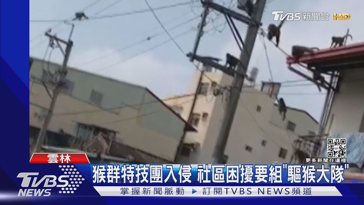 猴群特技團入侵 雲林林內要組「驅猴大隊」
