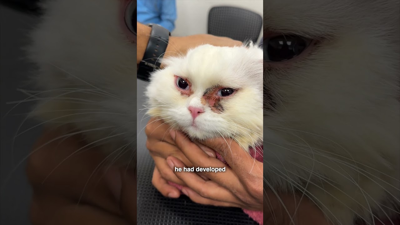 What is eosinophil in cats? More REF