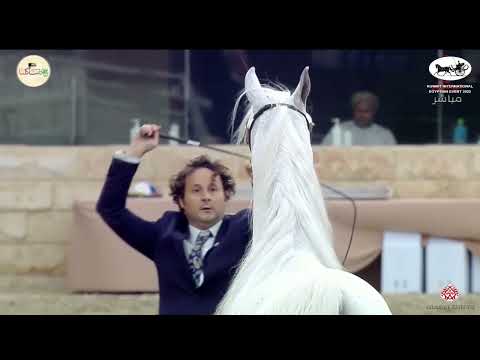 N 250 SHAMEKH AL DANAT   Kuwait International Egyptian Event 2022   Stallions 7+ Years Old Class 10