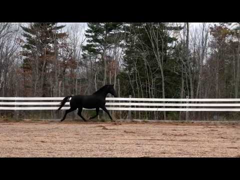 Hosanna NSN by Totilas