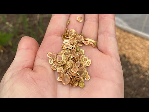 How I Sow Parsnip Seeds