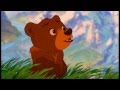 Медвежонок Кода в роли львенка Симбы :3 