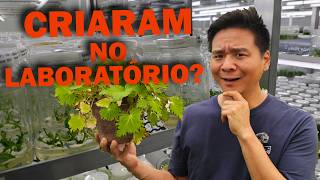 Miniatura do vídeo