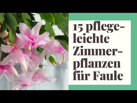 , title : '15 pflegeleichte Zimmerpflanzen für Faule'