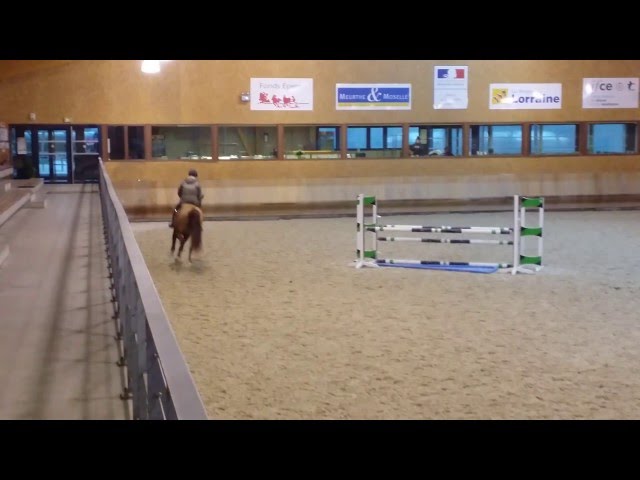 Yegua de ganader&iacute;a Silla Franc&eacute;s En venta 2010 Alaz&aacute;n por ILVIEN DES MIELLES