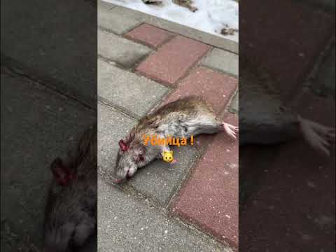 Кот убил крысу !🙀#shorts #cat #кот