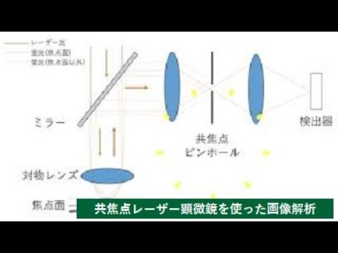 【理工学部】共焦点レーザー顕微鏡を使った画像解析