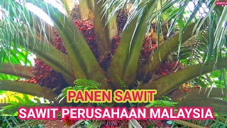Download lagu panen buah sawit di Malaysia istate mp3