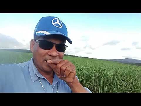 CANAL CICERO PRANCHETA DIRETO DÁ FAZENDA JARDIM MESSIAS AL 22 07 26 