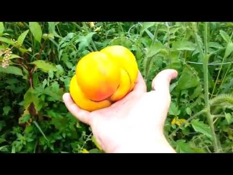 download lagu mp3 mp4 Hawaiian Pineapple Tomato, download lagu Hawaiian Pineapple Tomato gratis, unduh video klip Hawaiian Pineapple Tomato