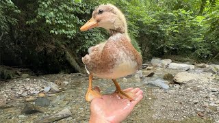 [問卦] 鴨子進化算完美嗎？