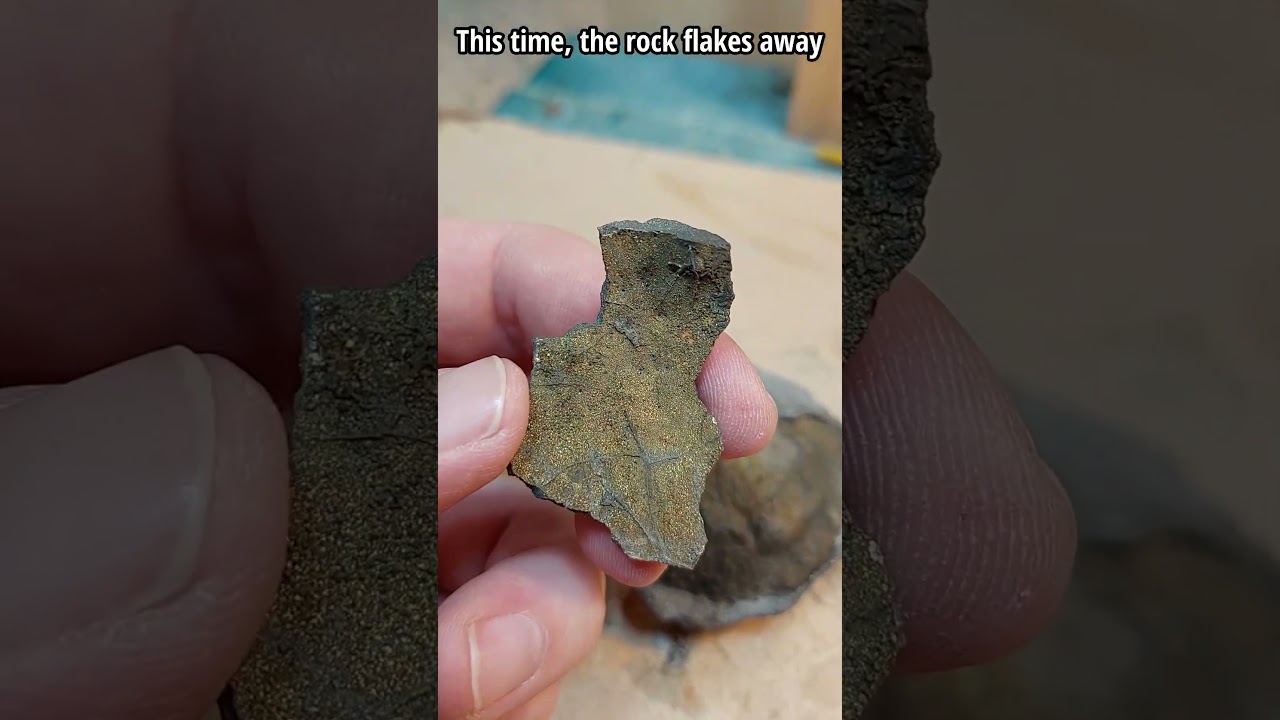 Golden fossil prep #throwbackthursday