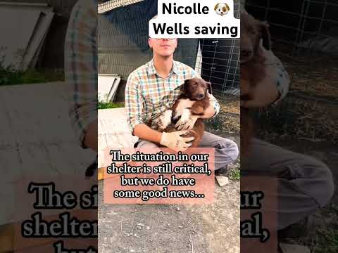 For any help consider donating link in bio to save a stray life in Los Angeles #rescuedog