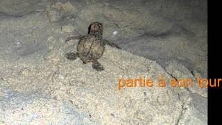 preview picture of video 'Ponte de la tortue imbriquée St Louis MG 08 08 14'