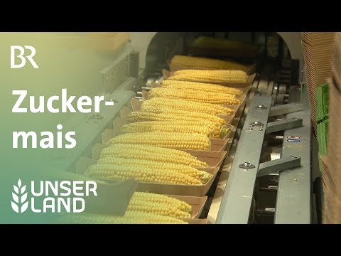 Zuckermais aus Unterfranken | Unser Land | BR Fernsehen