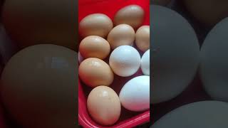 Download lagu rhode island red chicken eggs #laga #simple #cooking #satisfying mp3