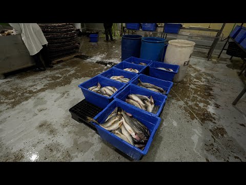 Sustainable Fishing: Red Lake Nation's Model for Indigenous Stewardship