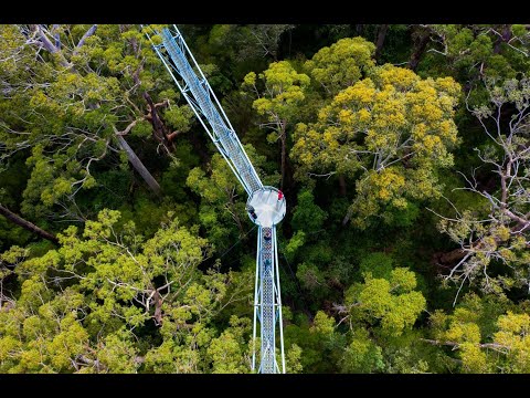 Valley of the Giants Tree Top Walk
