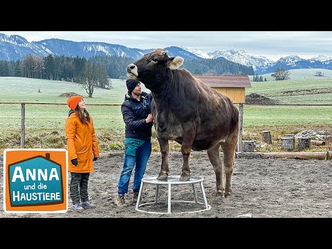 Ein Tag beim Kuhflüsterer | Information für Kinder | Anna und die Haustiere | Spezial