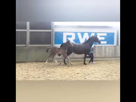 Dancier Gold aus einer Benetton Dream Stute