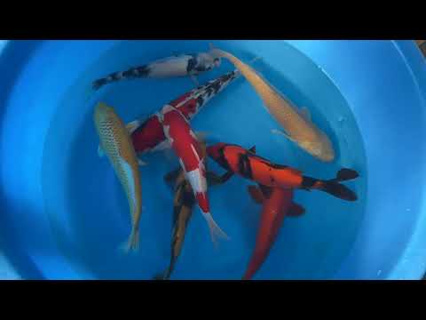 202311 SP-A190 2 Maruhiro Nisi Mistura Selecionada 34-39 cm PEDIDO