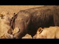 Lions Attempt To Take Down A Bull The Hunt BBC Earth