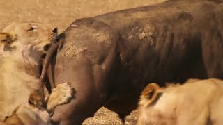 Epic Battle Between Lions and Bull | The Hunt | BBC Earth
