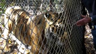 An Afternoon at The Exotic Feline Rescue Center