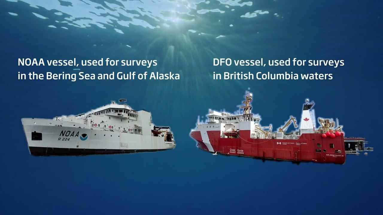 Editor's Choice - When fish cross borders: Transboundary science in the Northeast Pacific
