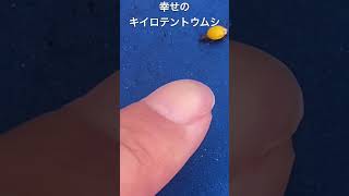 幸せのキイロテントウムシを発見