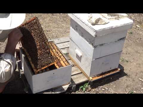 пчеловодство.осмотр семей через 6 дней и установка магазина 19/ 05 /2017