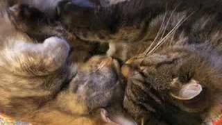 craig cardiff - grandma