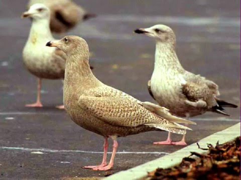 Ziemeļvējā - karaoke "Agrais rīts" www.kar.lv