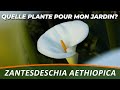 ARUM D'ÉTHIOPIE ou ZANTEDESCHIA AETHIOPICA - Quelle Plante Pour Mon Jardin ? Semaine 18