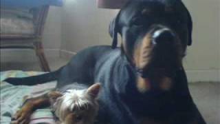 So called Dangerous Dogs. American pitbull & Rottweiler Pt 1