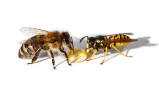 How to Treat Bee and Wasp Stings - Wasp Sting Treatment