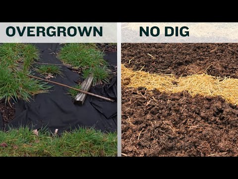 I Transformed an Unloved Allotment into a No Dig Flower Garden